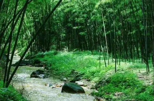 尋梅記 陸河第五屆梅花節(jié)，盡享竹林與九龍?zhí)渡鷳B(tài)園超值一日游